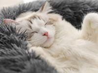 Hundsäng fluffig och lugnande